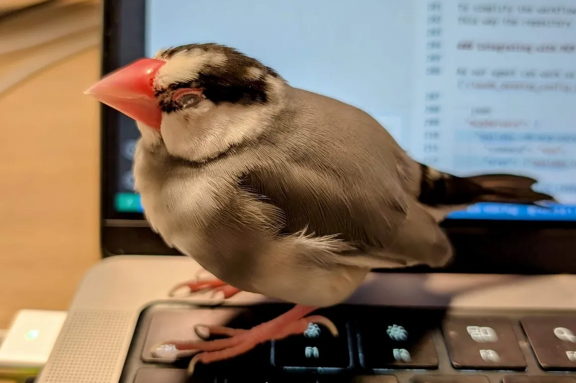 Mona-chan, sleepy after her Nth egg-laying and in the middle of molting
